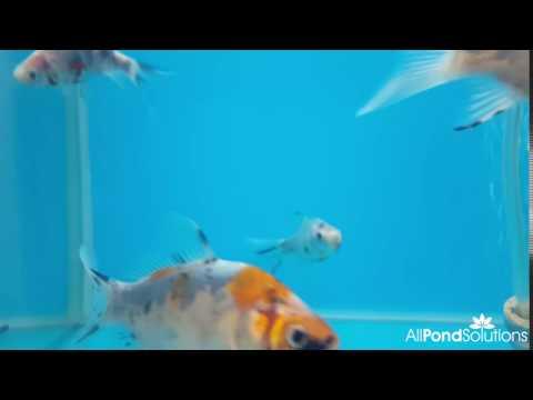2-3" Shubunkin - Carassius auratus - Image 2