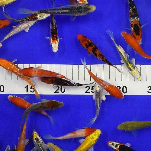 50 x 3-4" Koi