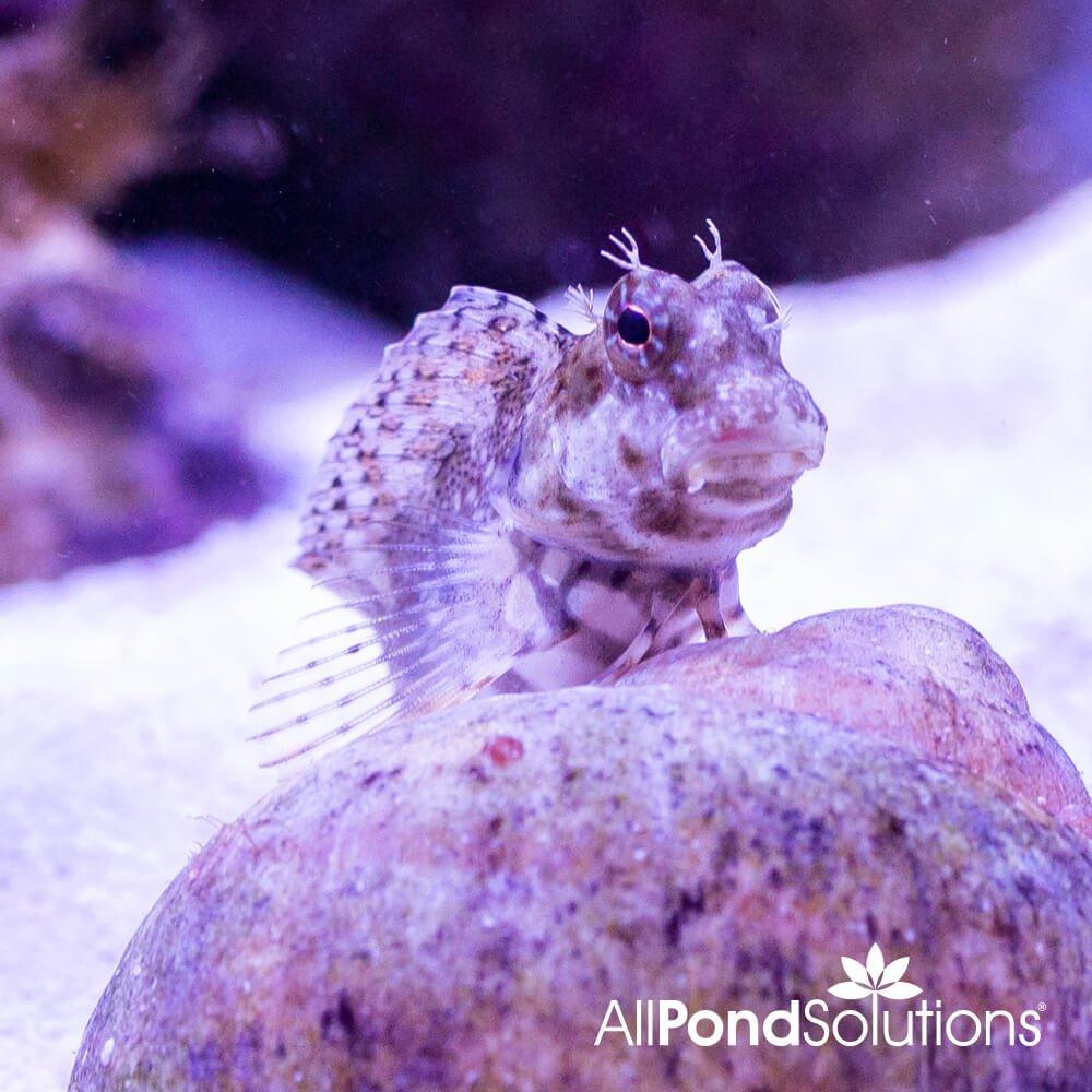 Algae Blenny - Salarias fasciatus - Image 3