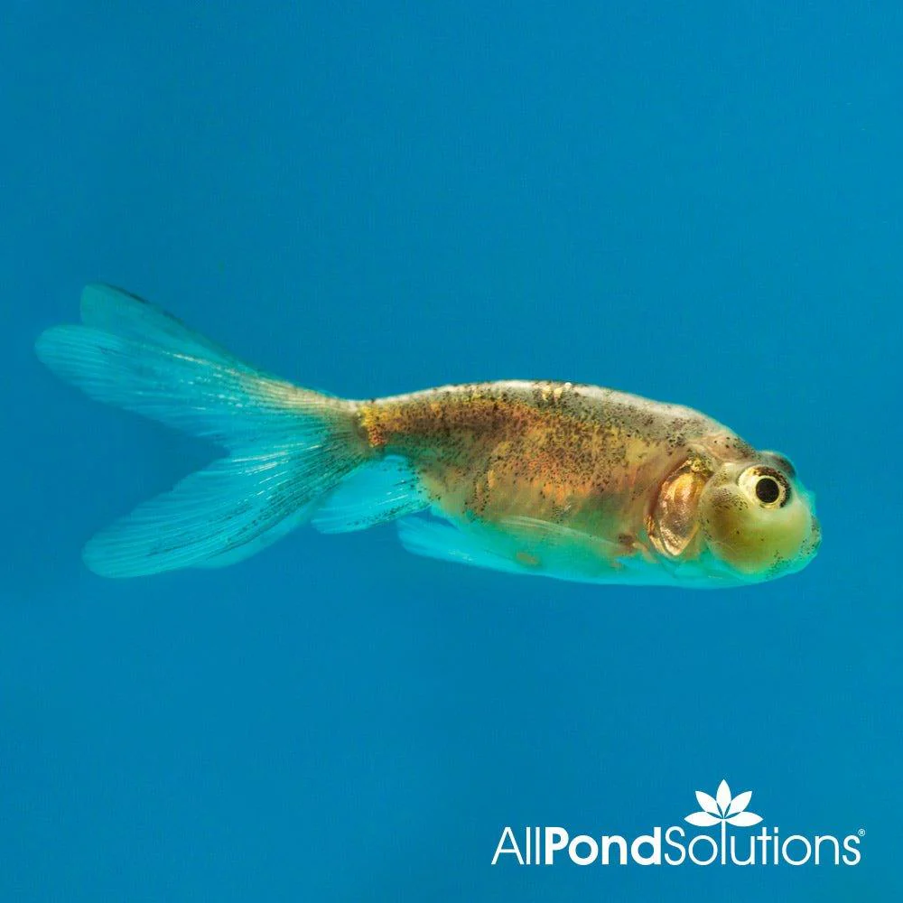 Assorted Bubble Eye Goldfish - Carassius auratus - Image 2