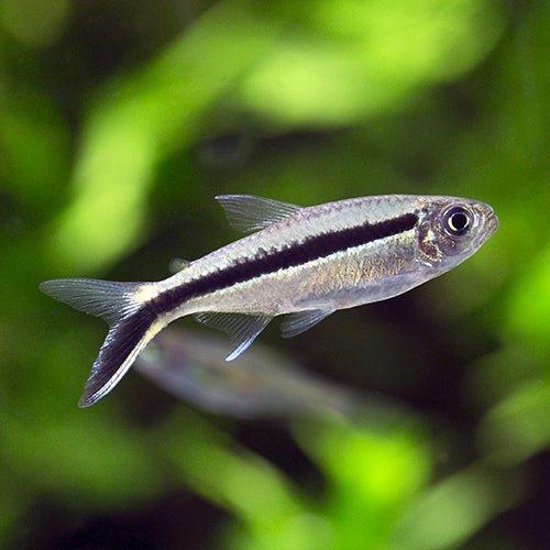 Bundle 10 - Penguin Tetra x 20