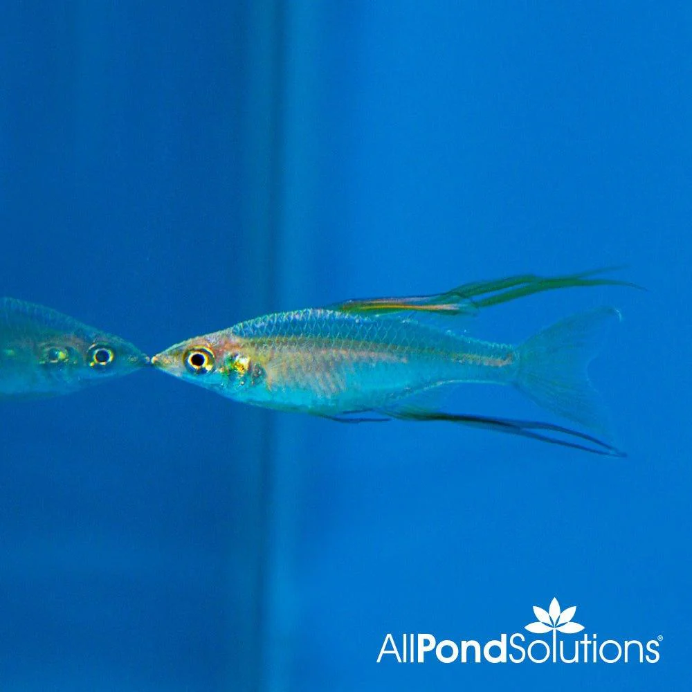 Bundle 13 - Threadfin Rainbow x 30