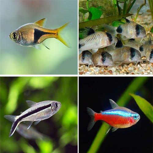 Bundle 6 - Includes Rasbora, Corydoras, and Tetra