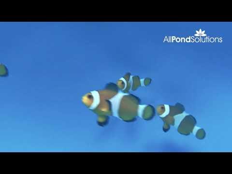 Common Clownfish - Amphiprion ocellaris - Image 2