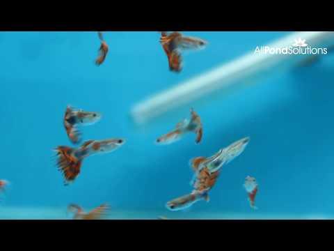 Assorted Female Guppy - Poecilia reticulata - Image 2