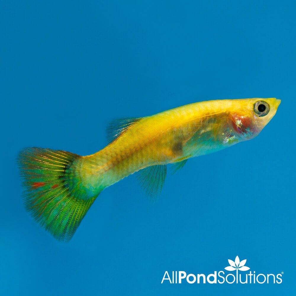 Assorted Female Guppy - Poecilia reticulata - Image 6