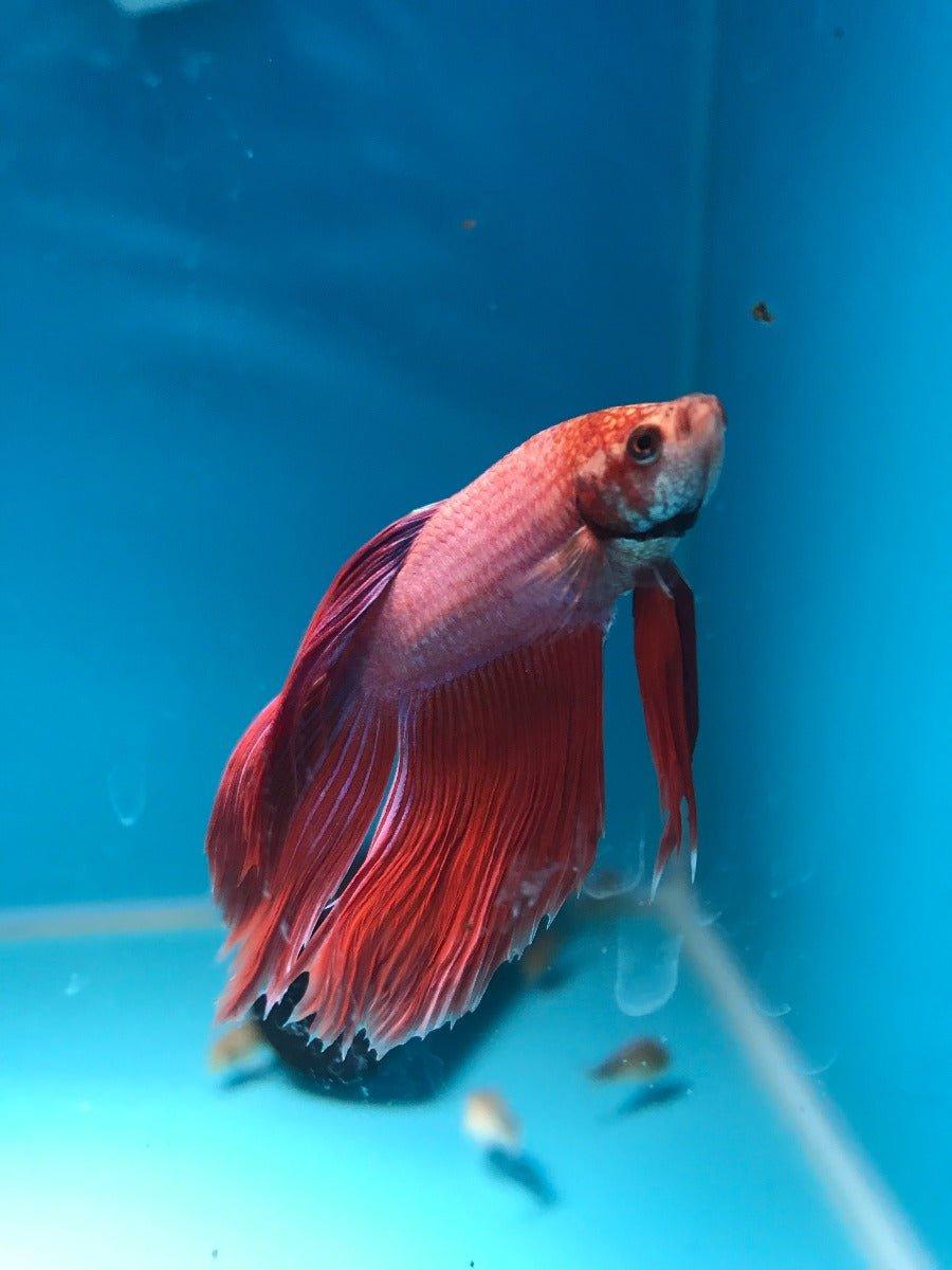 Siamese Fighting Fish Select 2 - Betta Splendens