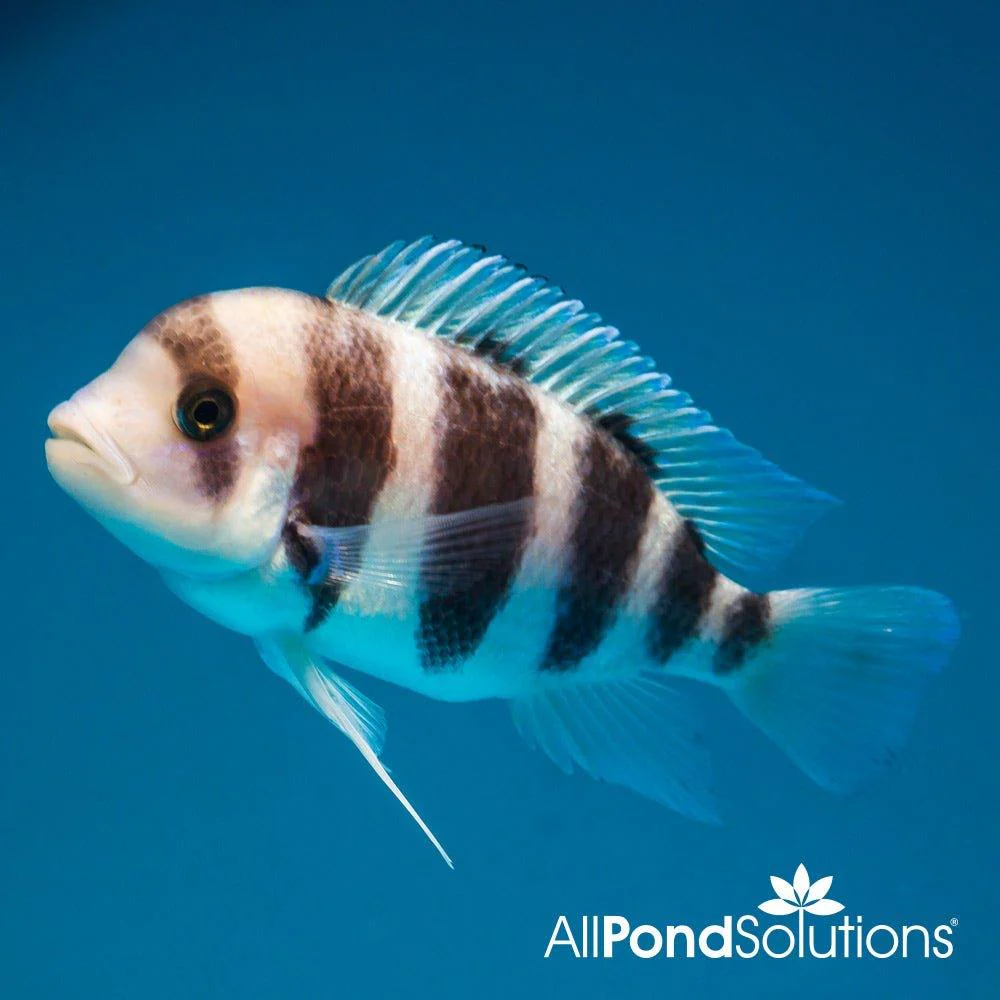 Frontosa Cichlid - Cyphotilapia frontosa