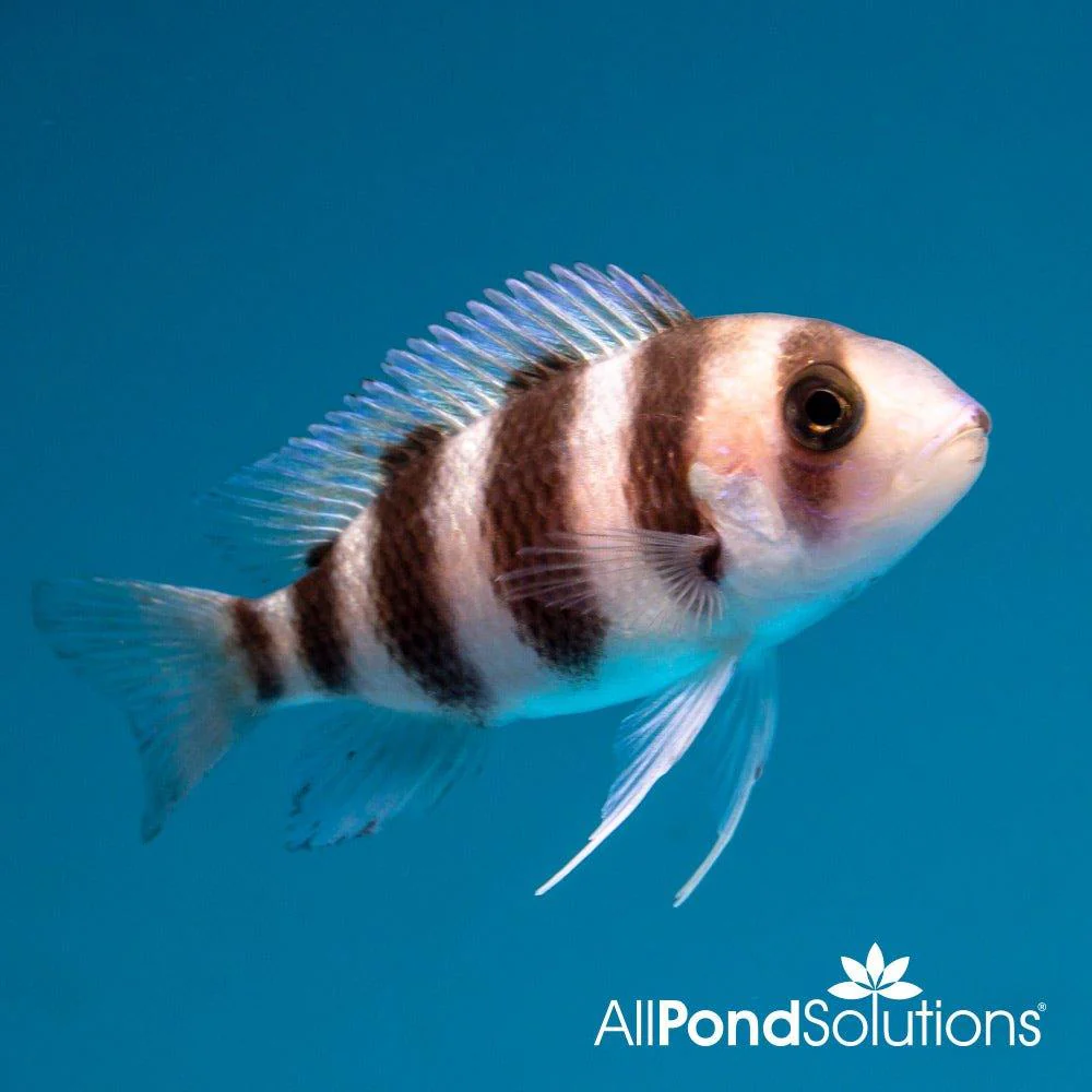 Frontosa Cichlid - Cyphotilapia frontosa - Image 4
