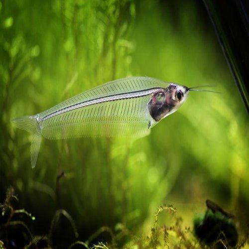 Glass Catfish - Kryptopterus vitreolus