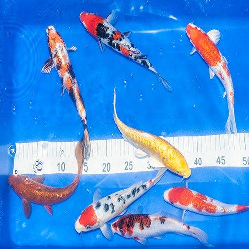 1 x Grade AA 7-8" Koi