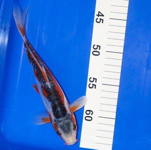 Shusui 7-8"