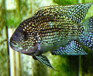 Jack Dempseys - Rocio Octofasciata