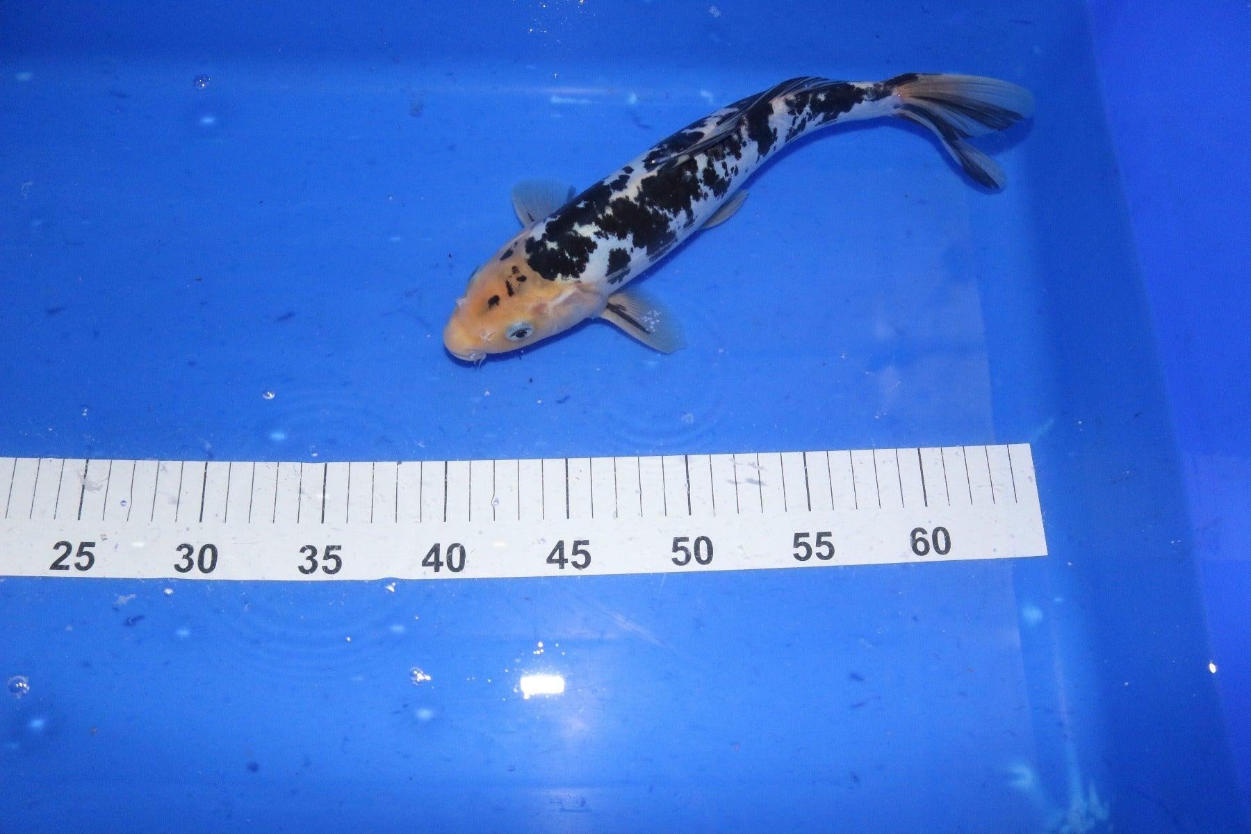 10-12" Bekko