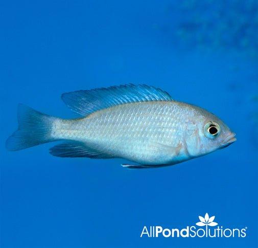 Malawi Blue Dolphin- Cyrtocara moorii