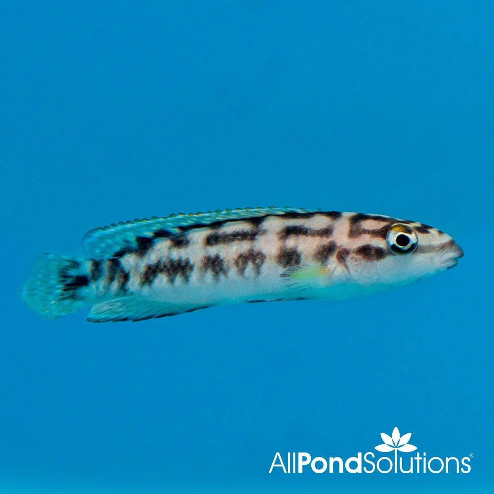Masked Julie - Julidiochromis transcriptus