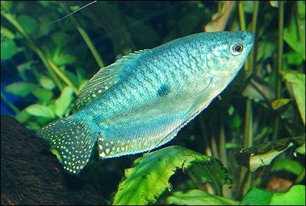 Blue Gourami - Trichopodus trichopterus - Image 3