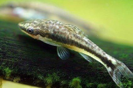 Dwarf Sucking Catfish - Otocinclus - Image 2