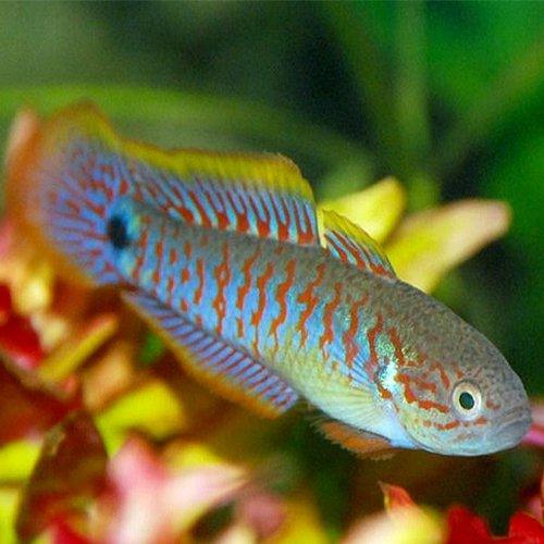 Peacock Gudgeon Goby