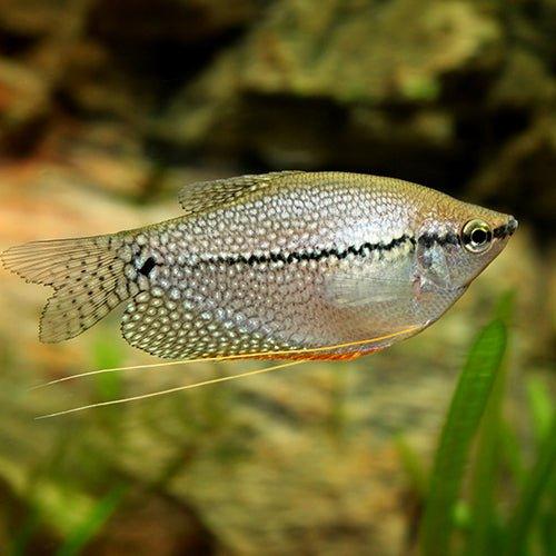 Pearl Gourami - Trichopodus leerii