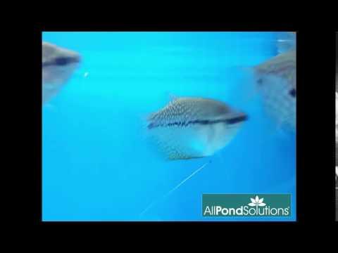 Pearl Gourami - Trichopodus leerii - Image 2