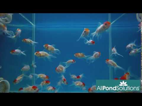 Red Cap Oranda - Carassius auratus - Image 3