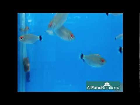 Red Eye Tetra - Image 3