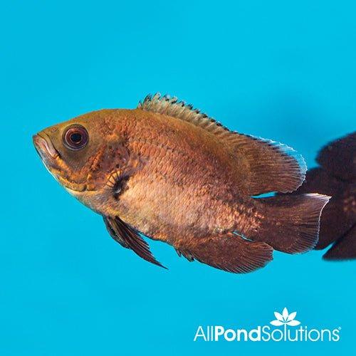 Red Oscar - Astronotus Ocellatus - 8-10cm