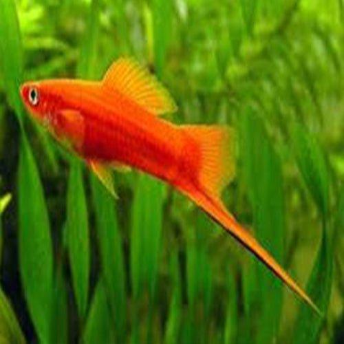 Red Swordtail - Xiphophorus hellerii