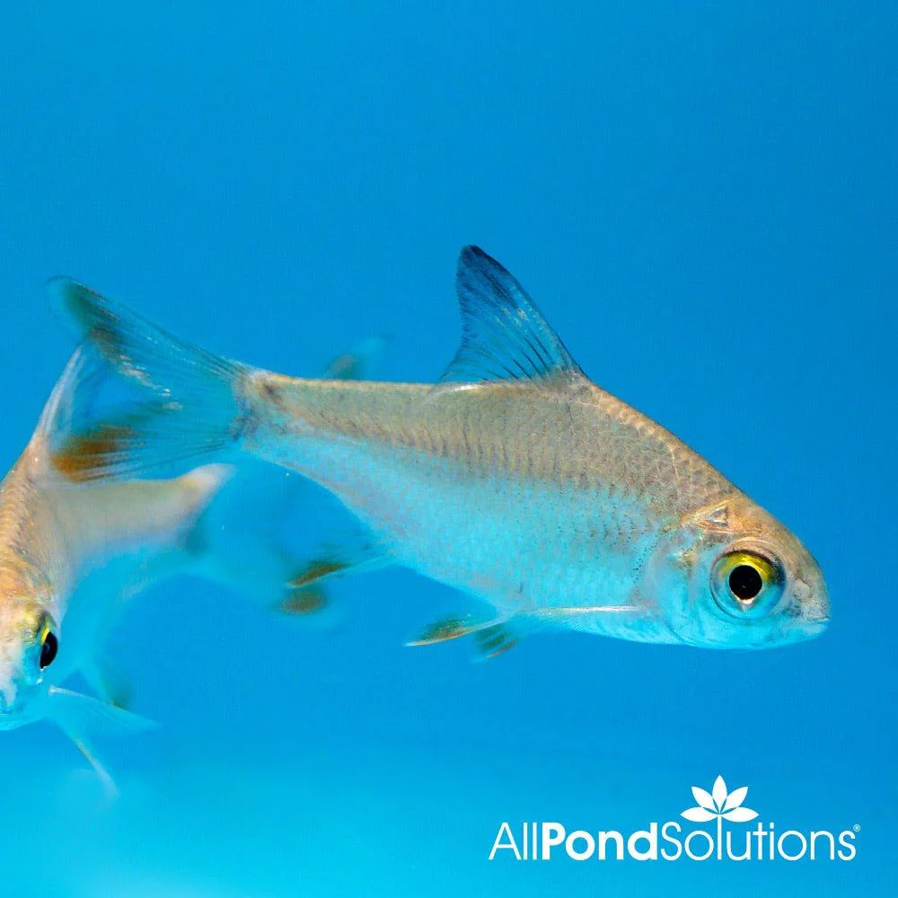 Red Tail Tinfoil Barb - Barbonymus altus - Image 3