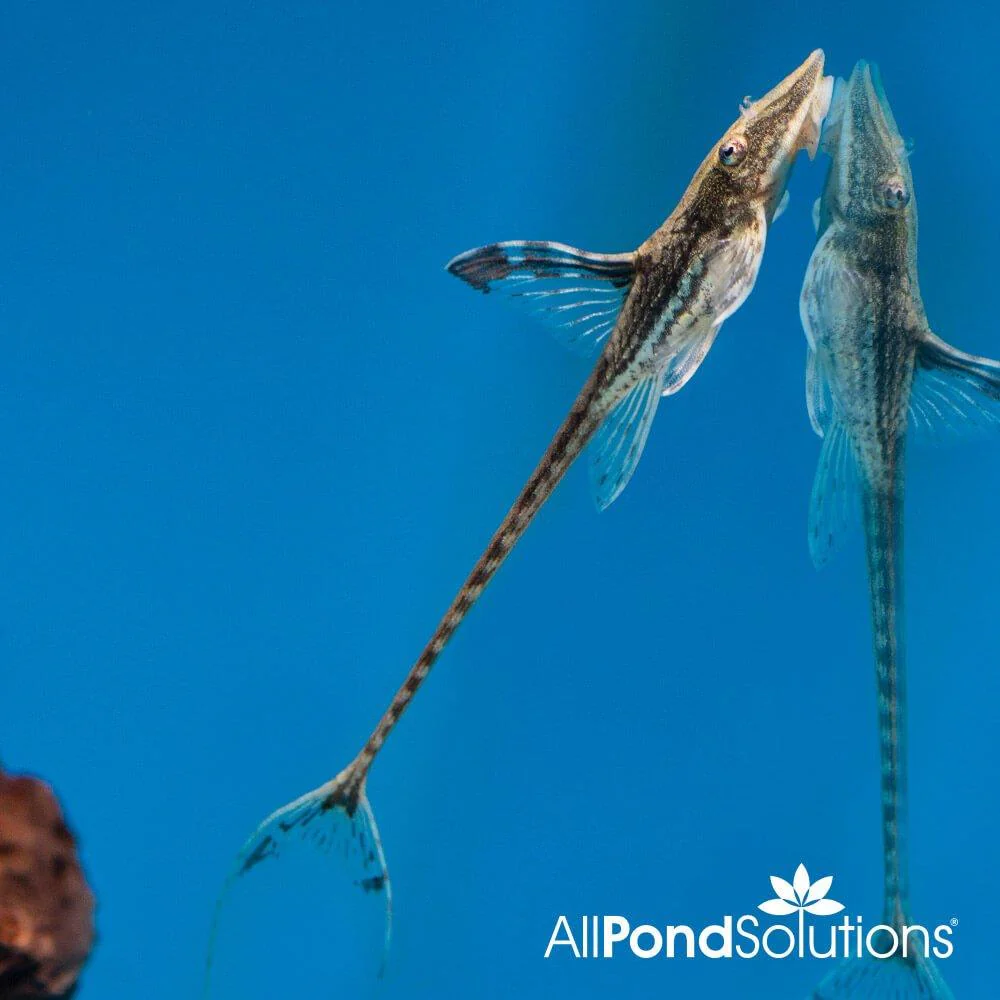 Royal Twig Catfish -  Sturisoma panamense