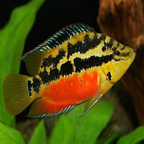 Salvins Cichlid -  Cichlasoma Salvini