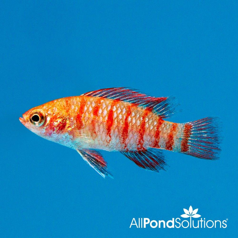 Scarlet Badis - Badis bengalensis
