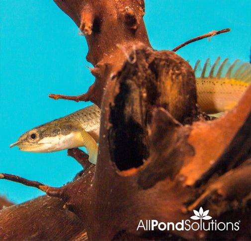 Senegal Bichir - Polypterus Senegalus - Image 2