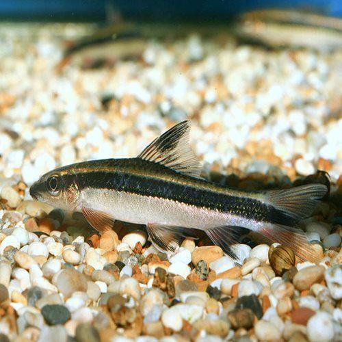 Siamese Algae Eater - Crossocheilus siamensis