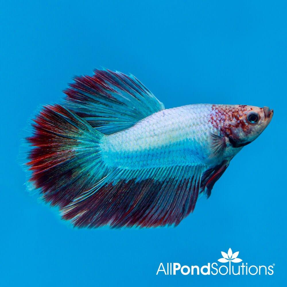 Siamese Fighting Fish Halfmoon Combi Mascot- Betta Splendens - Image 2