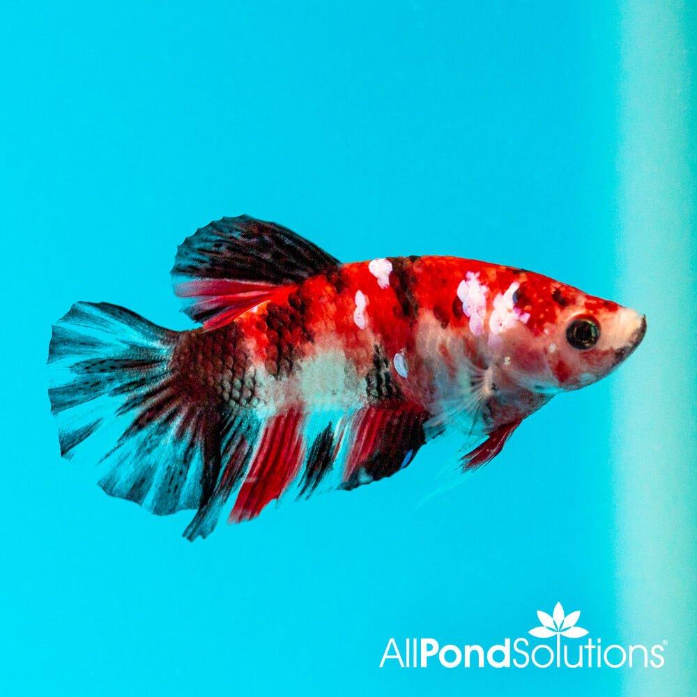 Siamese Fighting Fish Plakat Koi - Betta Splendens