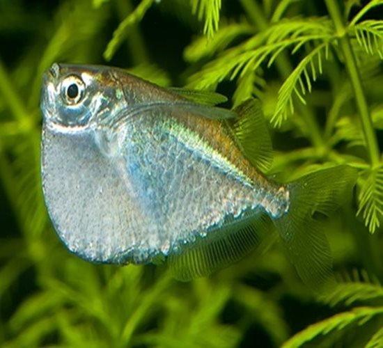 Silver Hatchet Fish - Thoracocharax stellatus