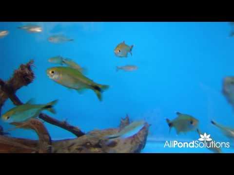 Silvertip Tetra - Hasemania nana - Image 2
