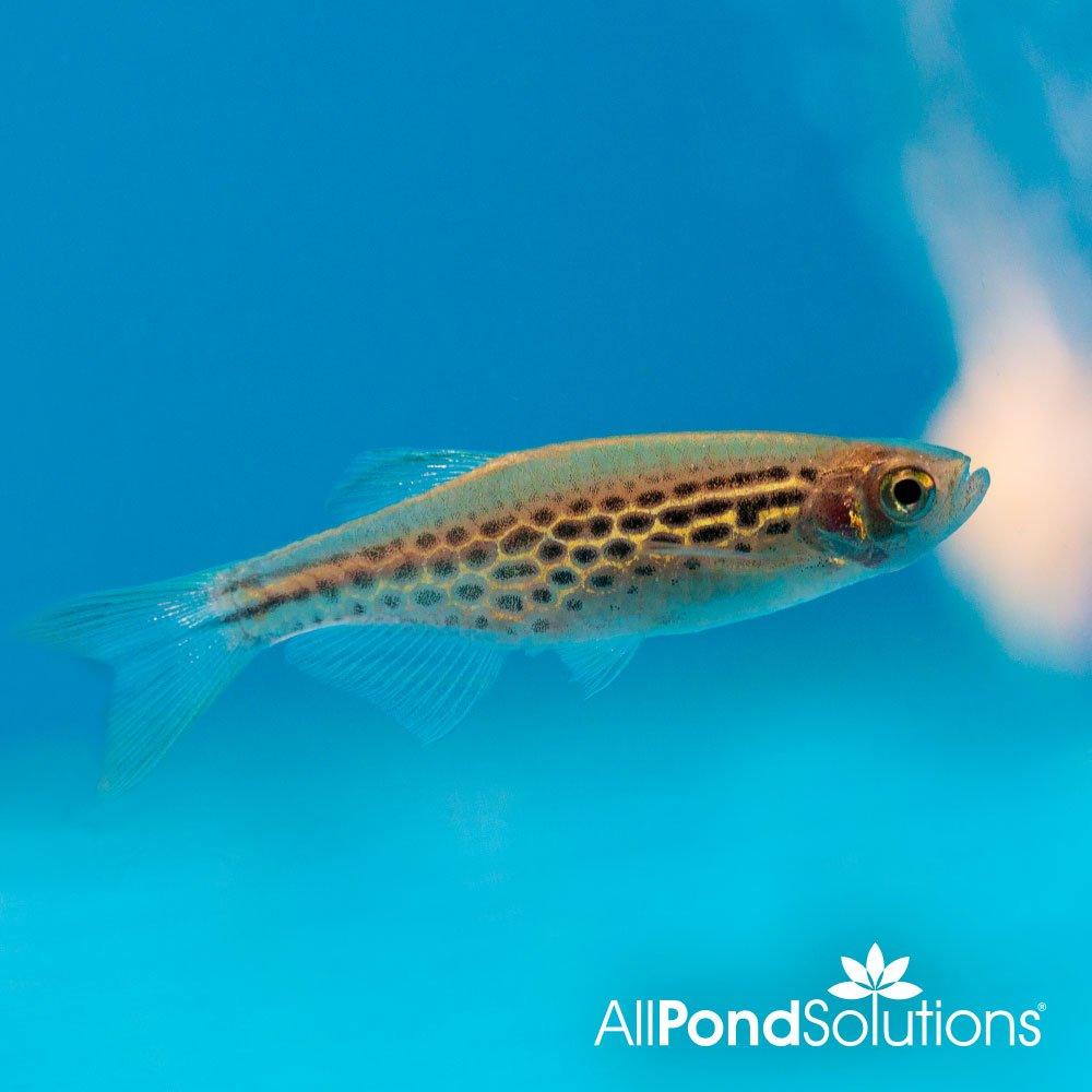 Spotted Fire Ring Danio - Brachydanio sp - Image 4