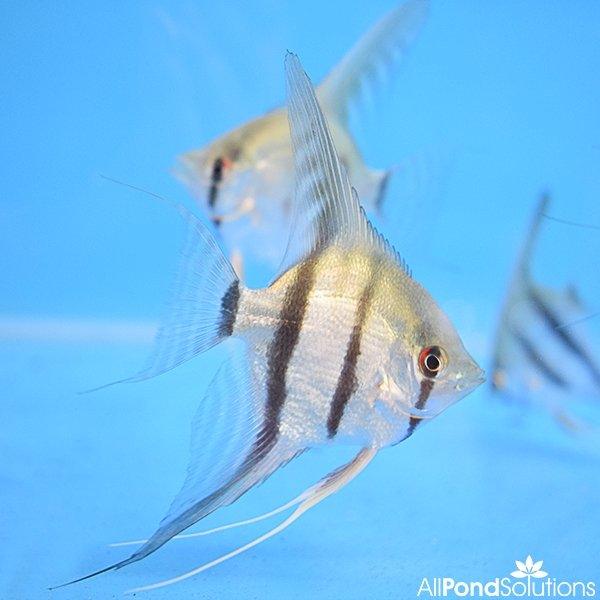 Striped Angel - Pterophyllum Scalare