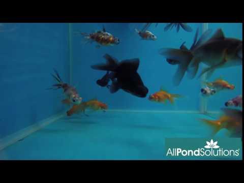 Telescope Eye Goldfish - Carassius auratus - Image 3