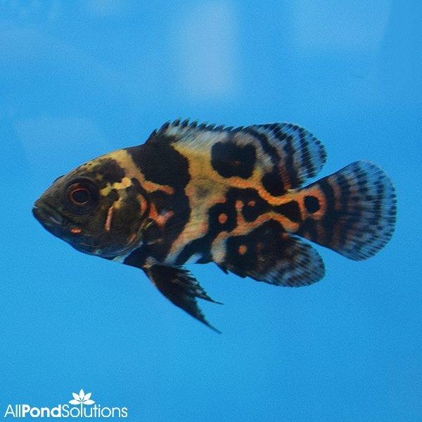 Tiger Oscars - Astronotus ocellatus - 5-7cm