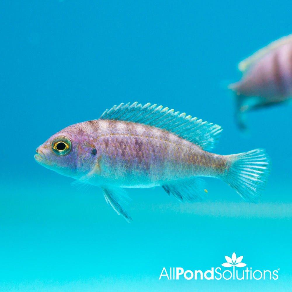 White Top Cichlid - Cynotilapia Afra