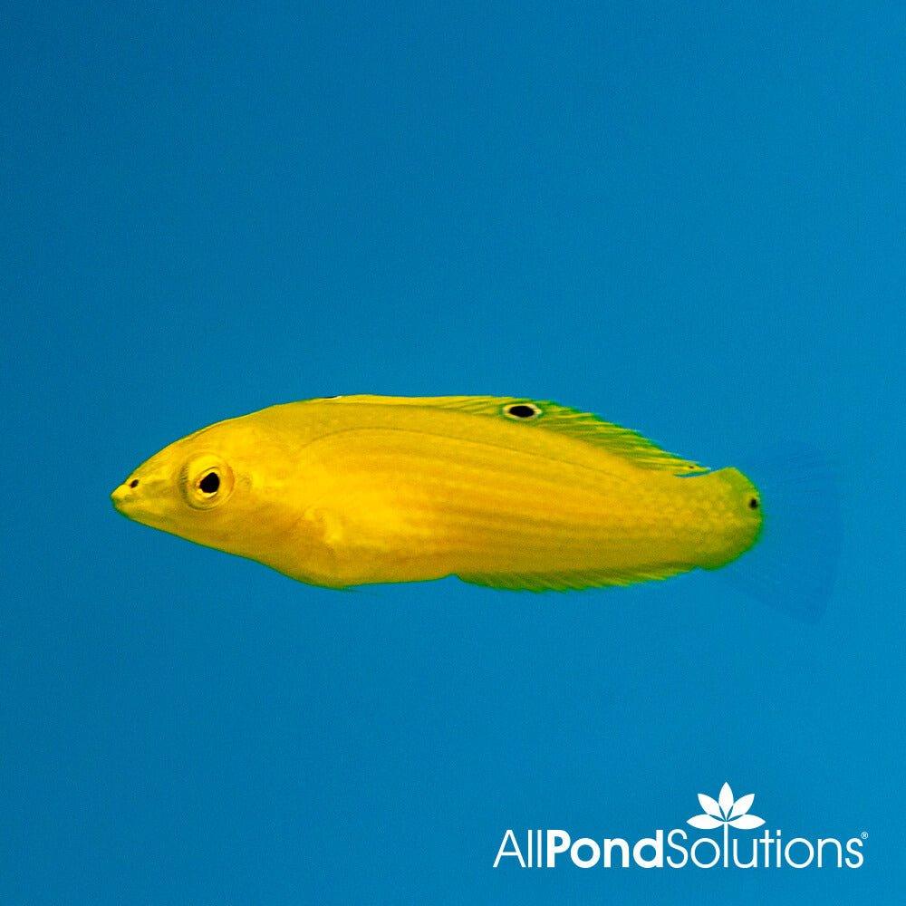 Yellow Wrasse - Halichoeres Chrysus